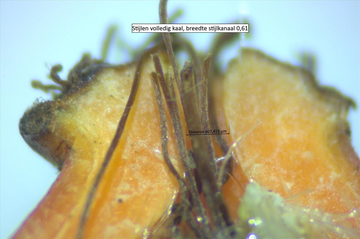 Rosa micrantha (door Jan Klinckenberg)